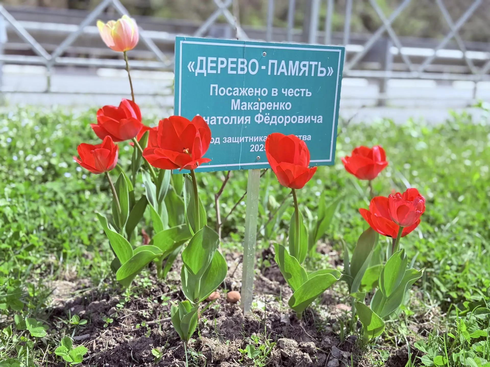 🌷 «Тюльпан Победы»: память, которая расцветает!🌷  Сквер «Живая память» словно зазвучал по-новому…  Т