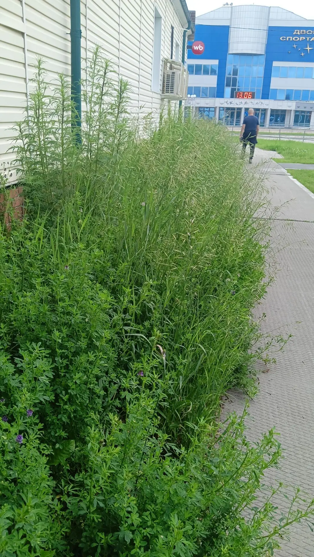 У нас в городе вообще собираются косить травушку. Трава уже выше пояса тут не только комары, скоро з