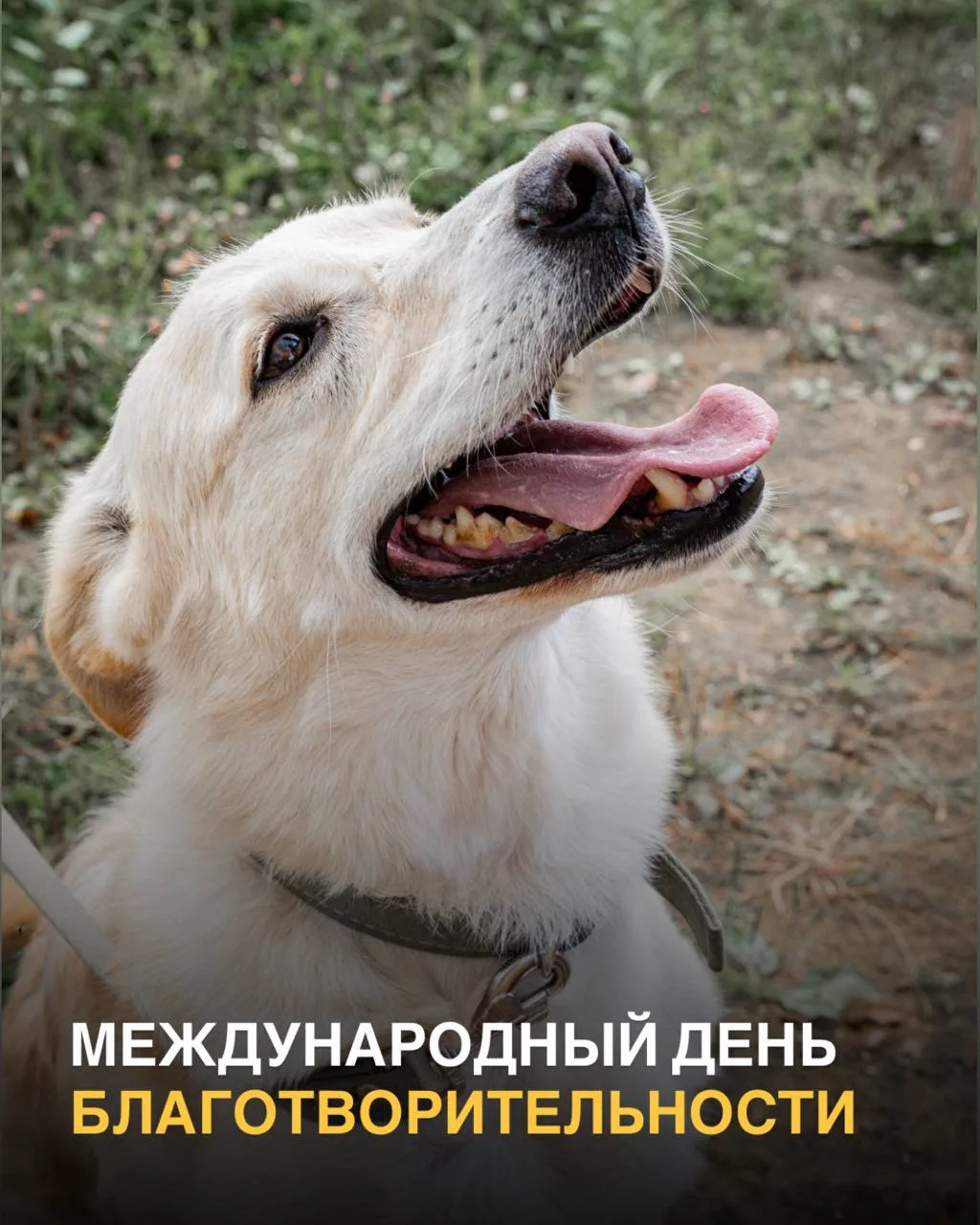 Сегодня — Международный день благотворительности. И нам хочется поговорить о том, что н...