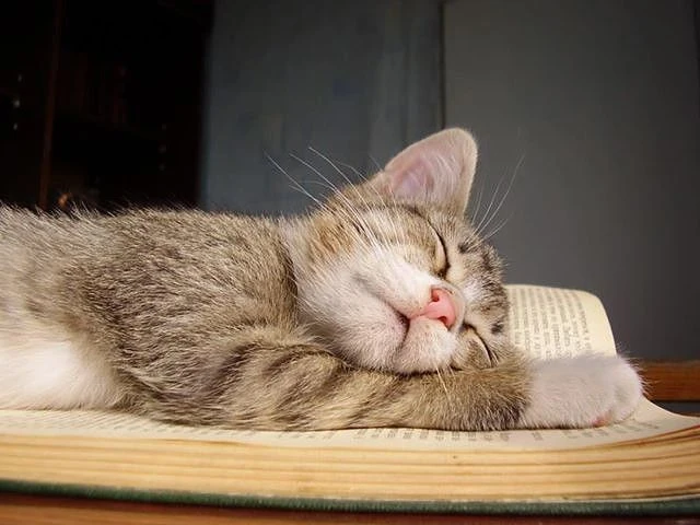 Я никогда не пойму, как устроен кот. Вот он лежит на полу, жирный, как скотина. Растекс...