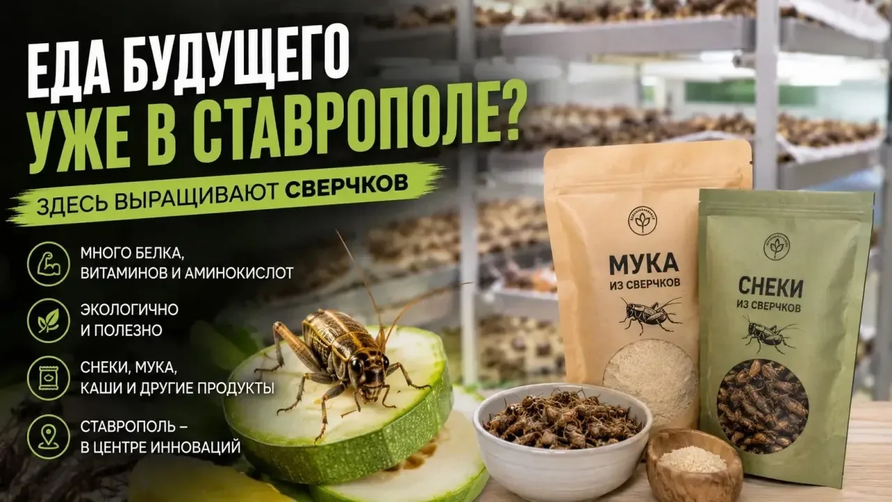 🦗 Еда будущего уже в Ставрополе?