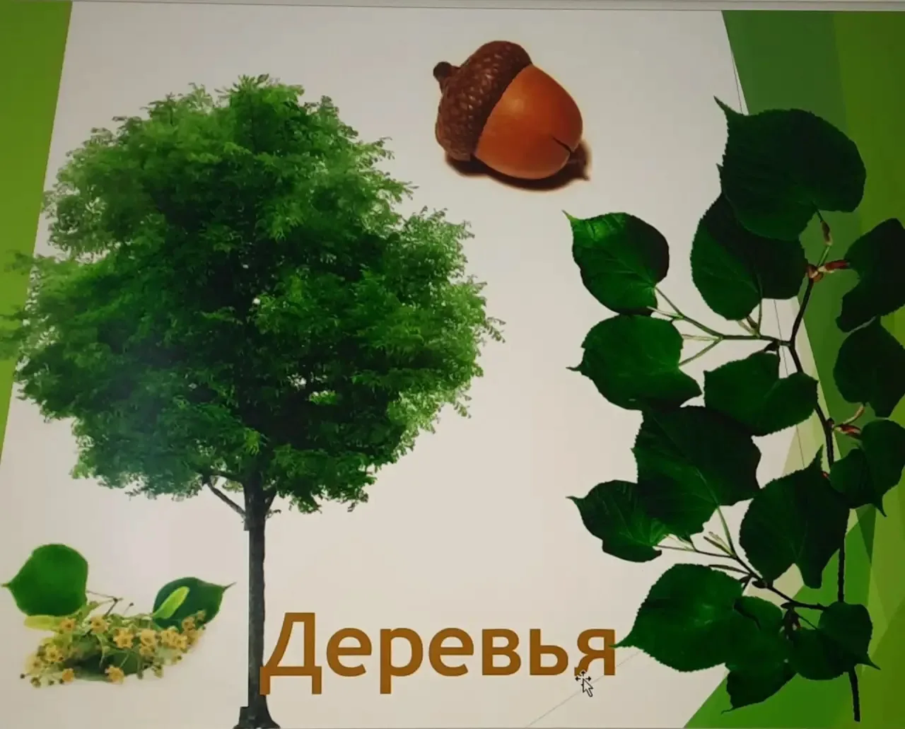 На уроке окружающего природного мира обучающиеся 10"Б "класса вновь встретились с миром...