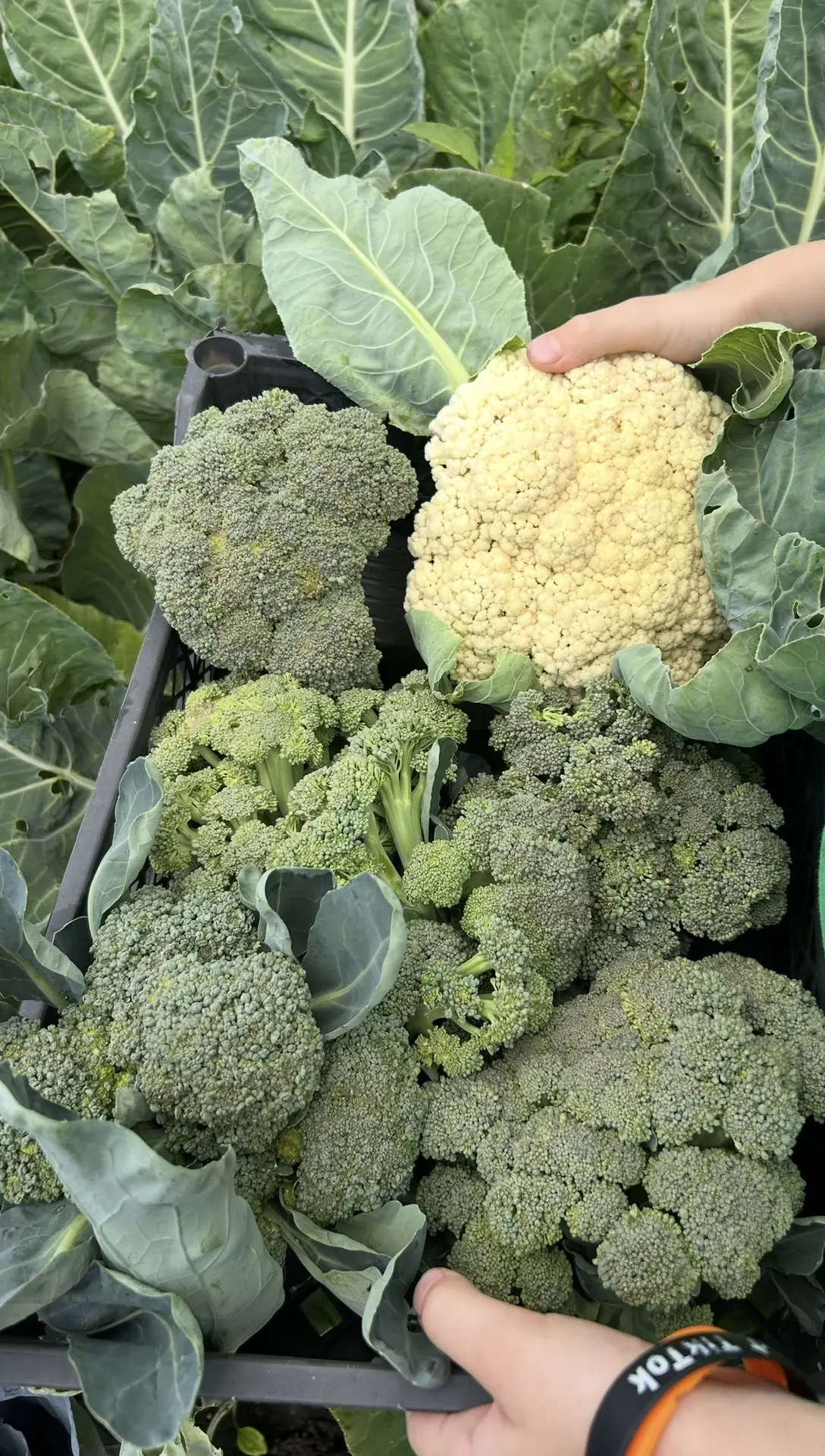 КАПУСТА БРОККОЛИ - нюансы 🥦   -Когда сажать на рассаду? -Когда высаживать в грунт? -Как сделать так,