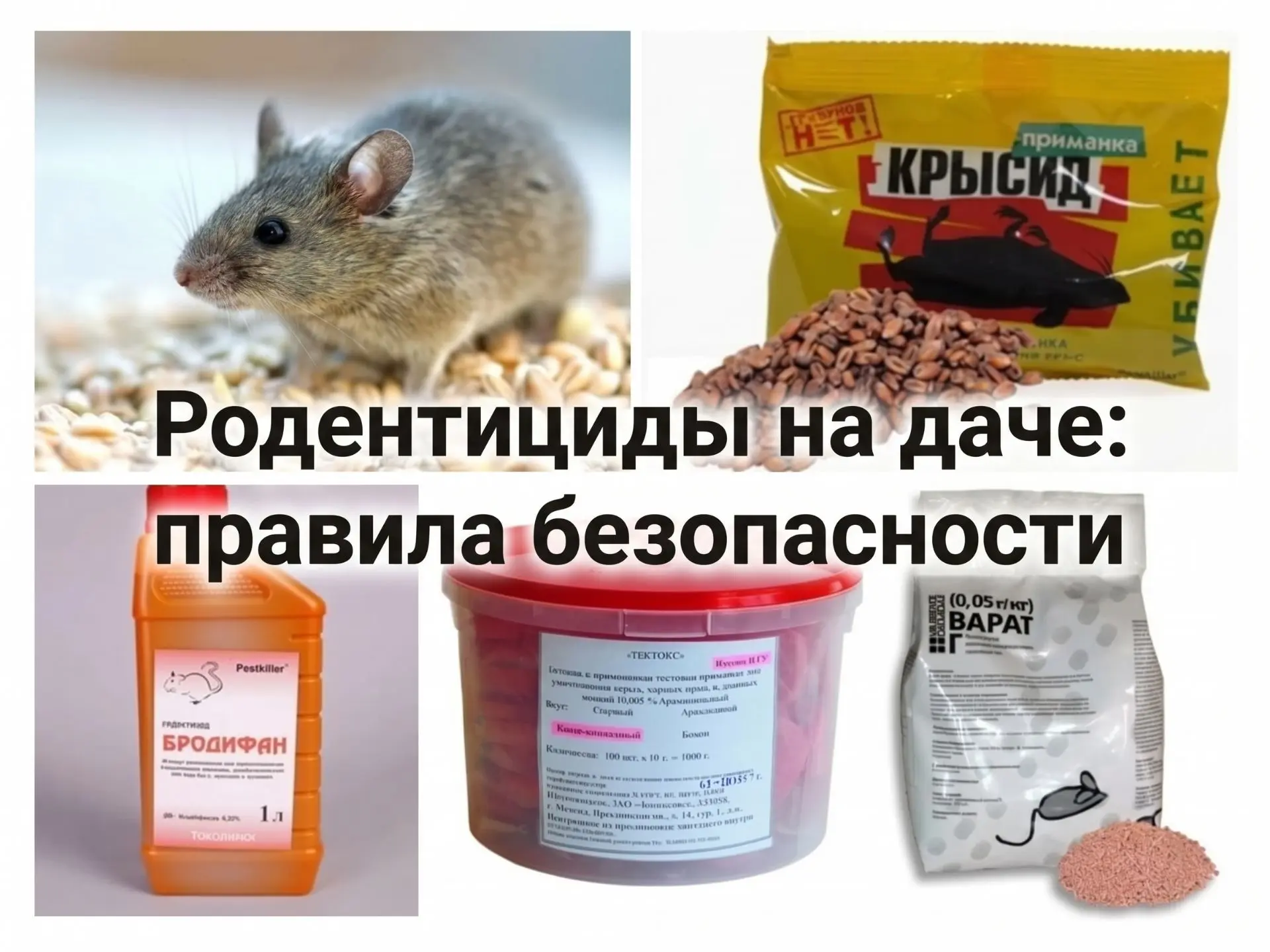 Родентициды на даче: правила безопасности.