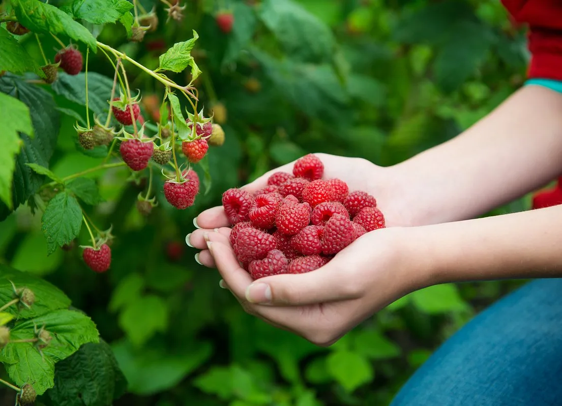 🍇 Ремонтантная малина отдала первый летний урожай? Самое время помочь ей заложить второй, осенний.
