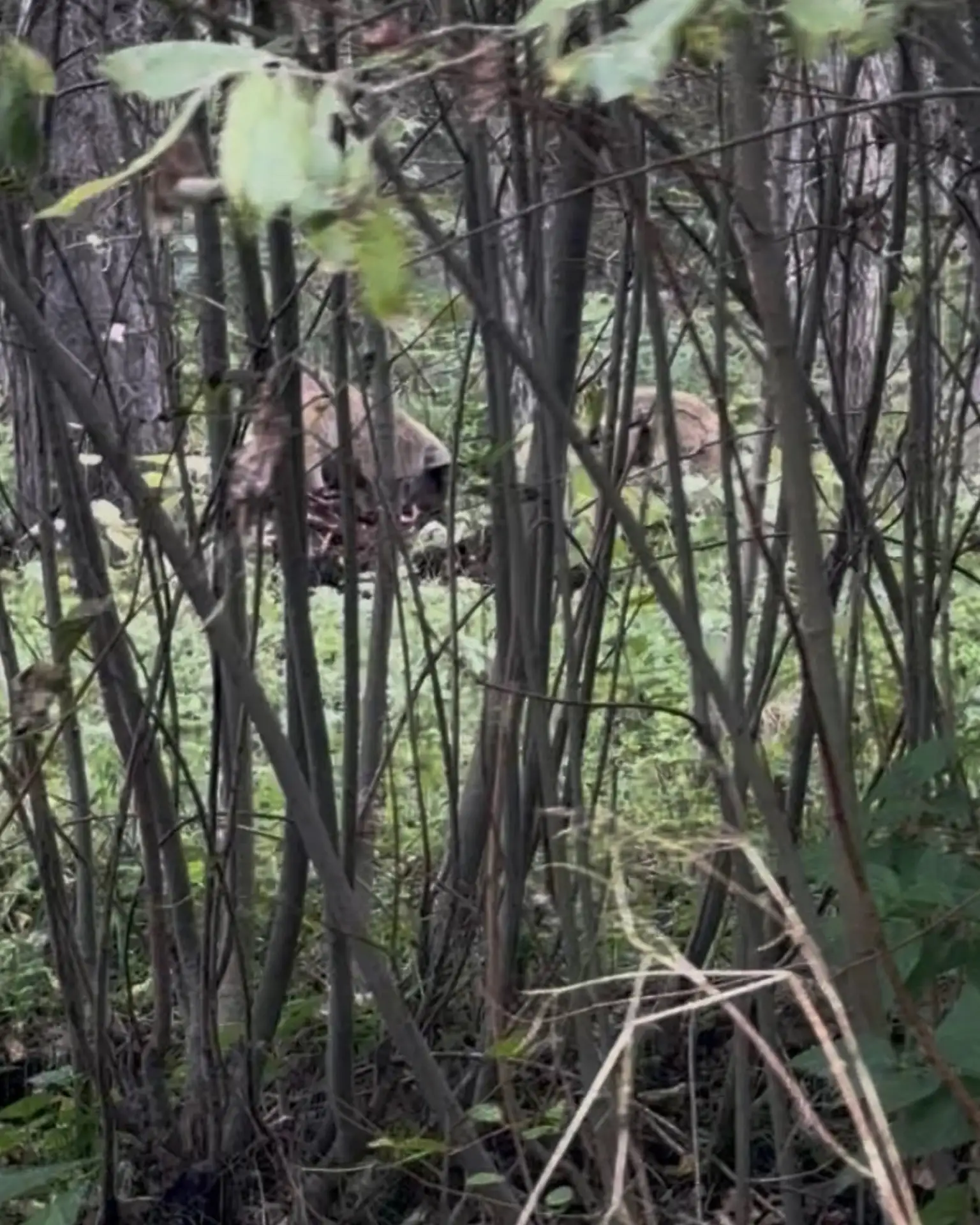🐗 В Каменске-Уральском заметили кабанов на Монастырском кладбище