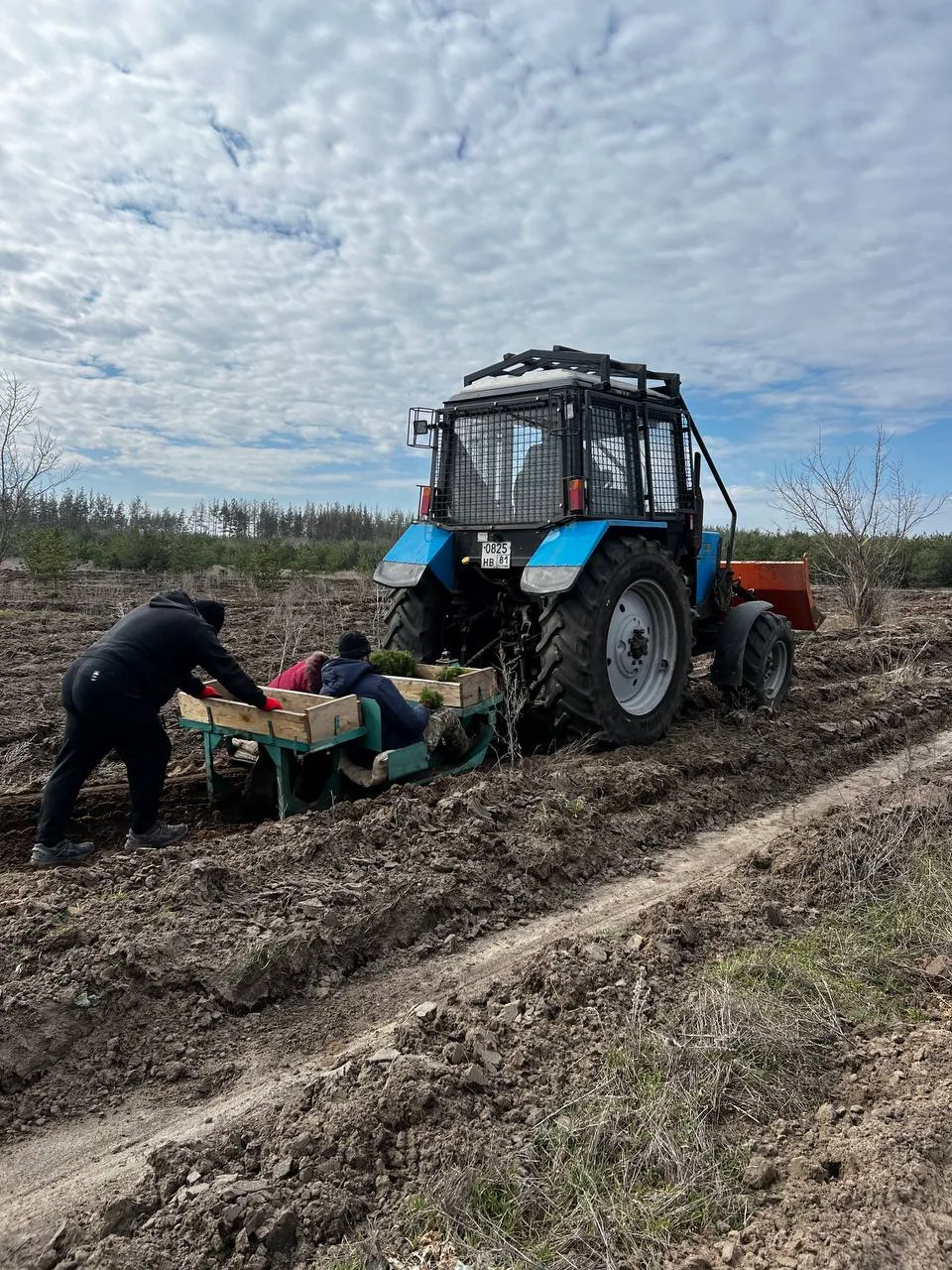 ✅ГБУ ЛНР «Старобельское лесхоз» продолжает проведение лесокультурных работ