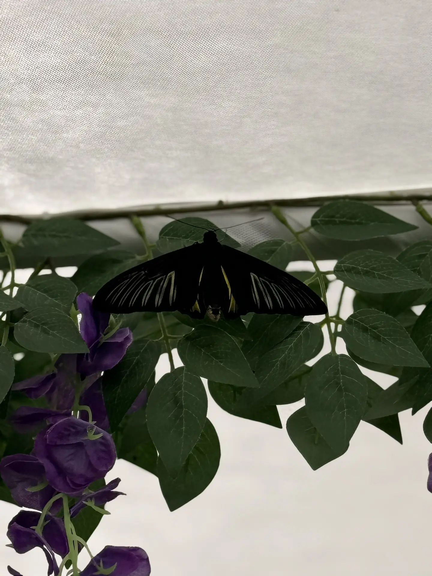 Такая прелесть 🦋 Не могу налюбоваться