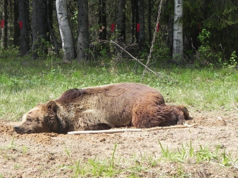 894 медведя планируют добыть в этом году в Коми. Такой лимит установлен на сезон 2026-2...