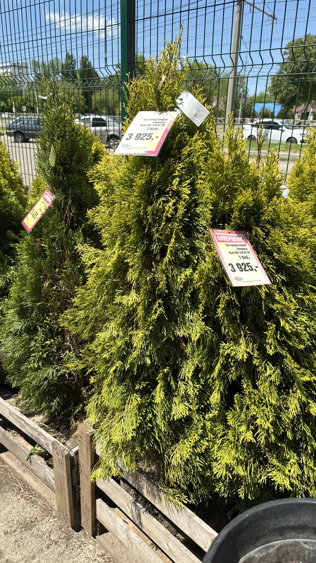 🌲✨ МЕГА-РАСПРОДАЖА ХВОЙНЫХ В ПЛАНЕТА ЛЕТА🌲