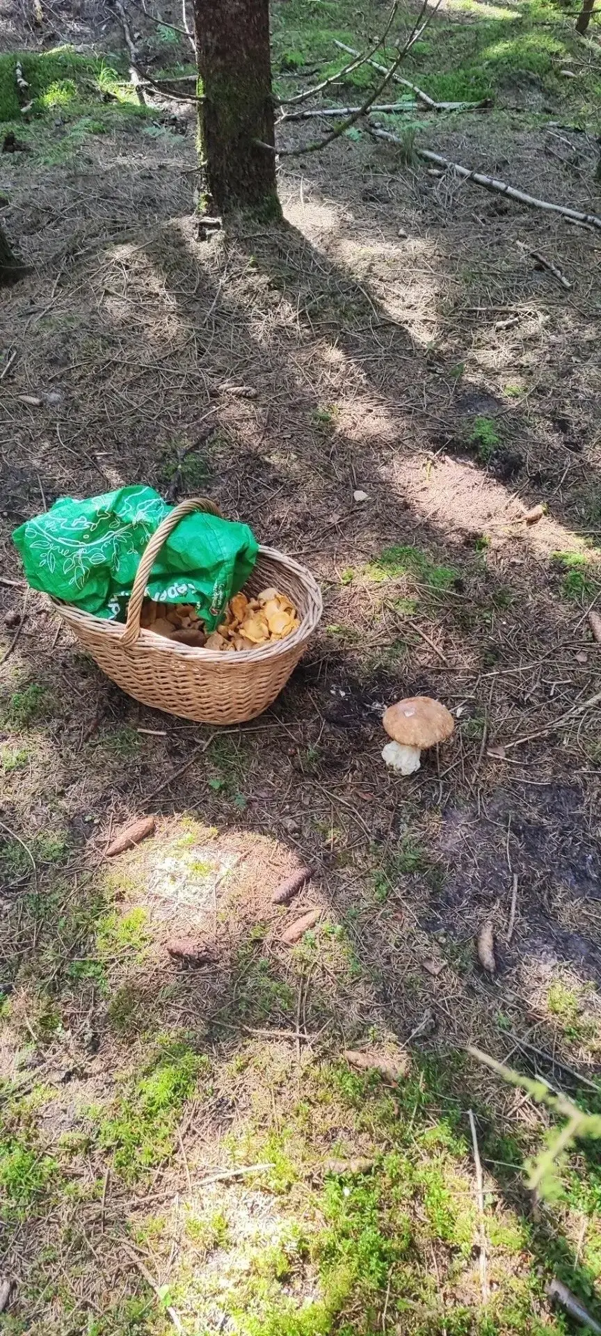 Грибное утро