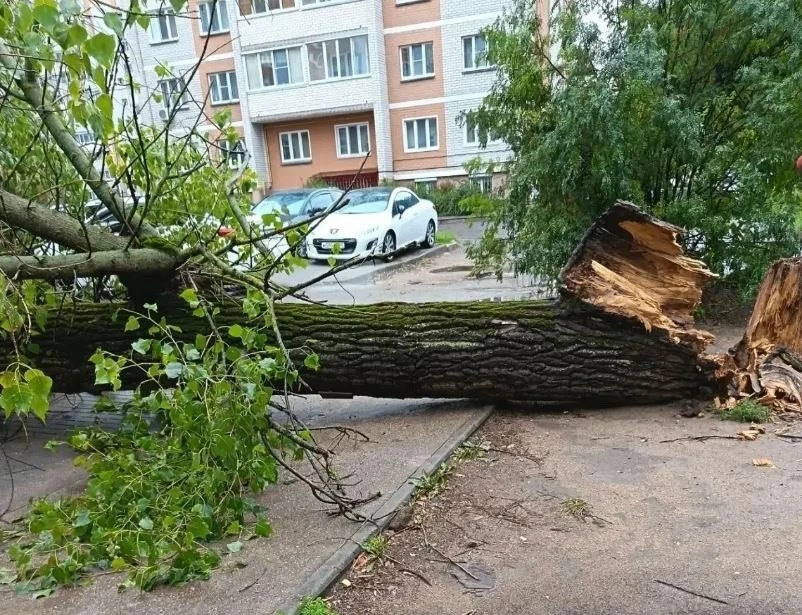 В Смоленске высадят вязы вместо усыхающих деревьев
