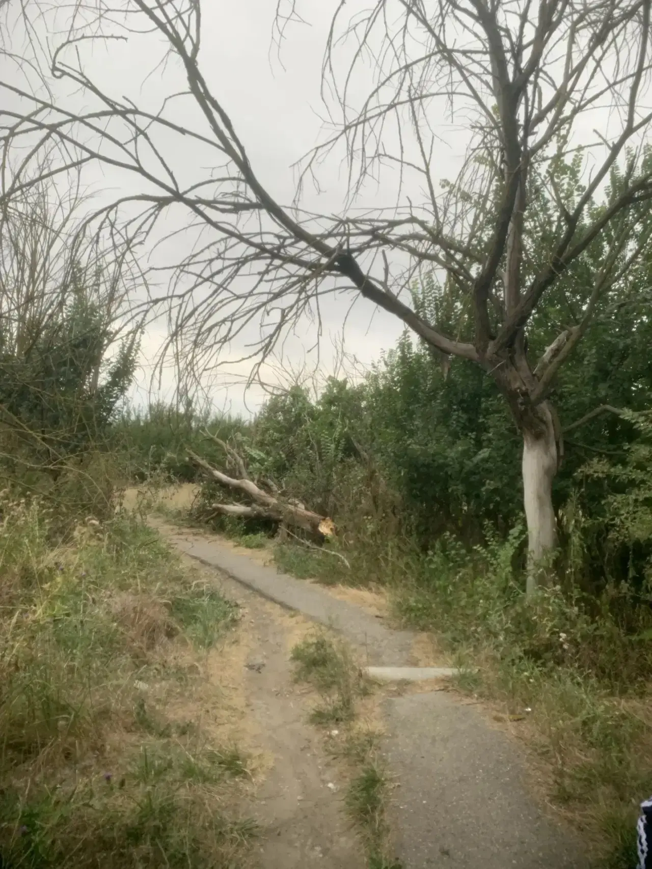 🌳 Сотрудники МКУ НМО СК «Коммунсервиса» оперативно убрали упавшее дерево, которое нахо...