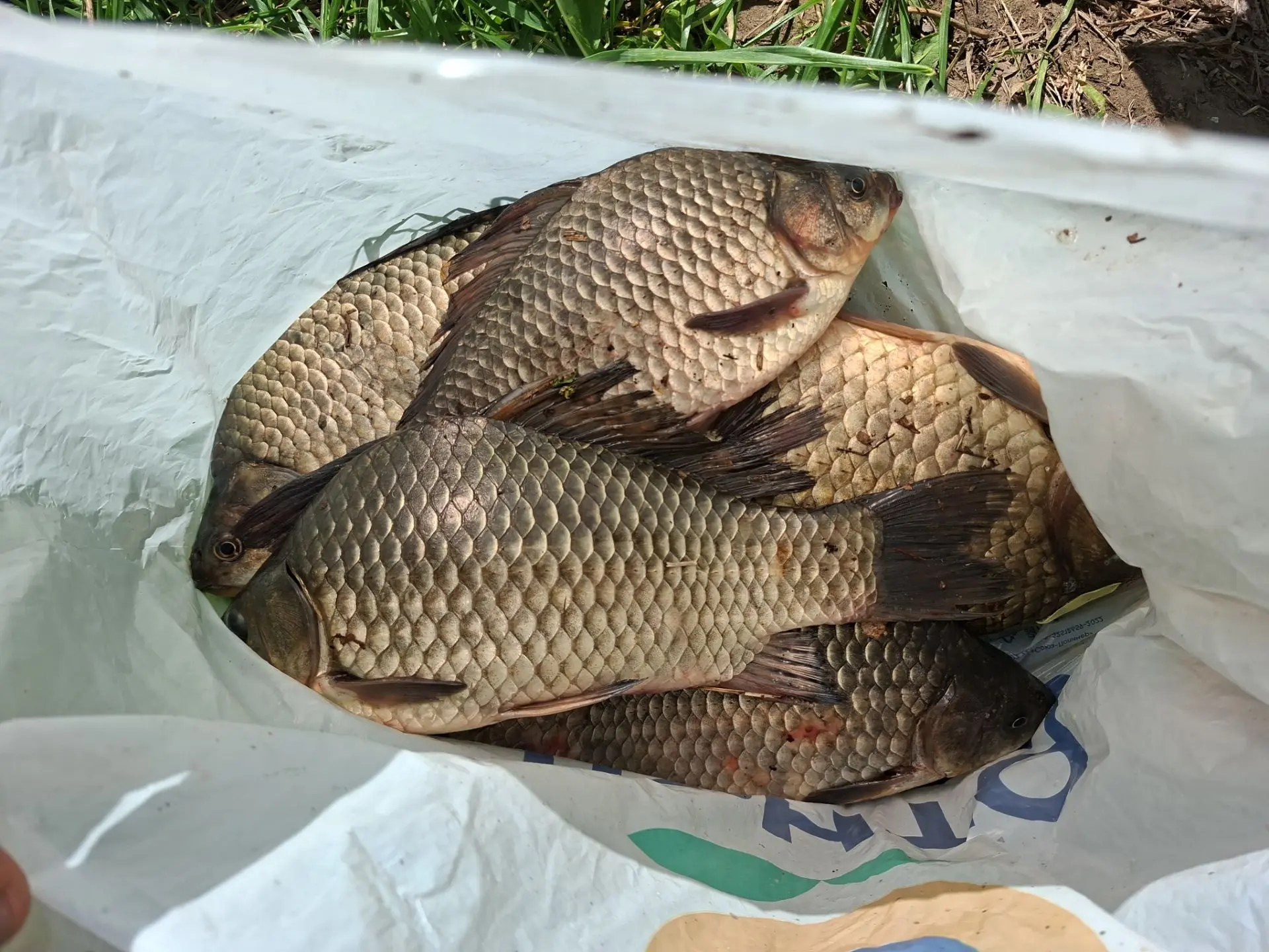 🎣 Улов от подписчика