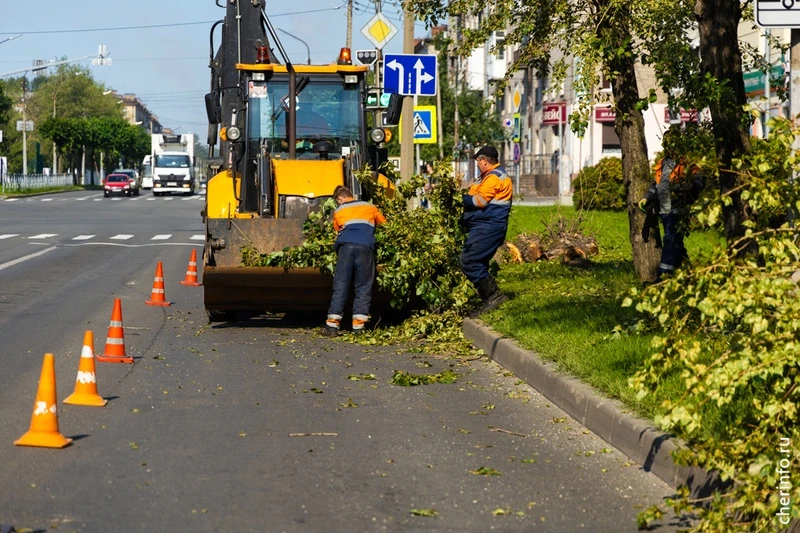 В Череповце улицу Ленина начали готовить к высадке липовой аллеи

Сегодня «Спецавтотранс» начал спил