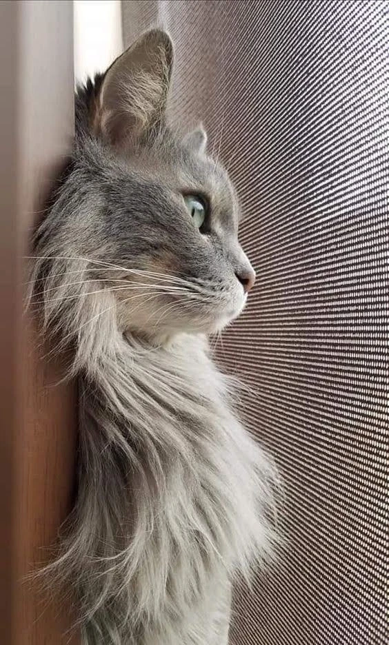 ┉┅┅┉ ⊷◕⊶⊰❃⊱⊷❃❃❃⊶⊰❃⊱⊷◕⊶┉┅┅┉
#кошка #котенок #кот #котик #котэ #рыбов
