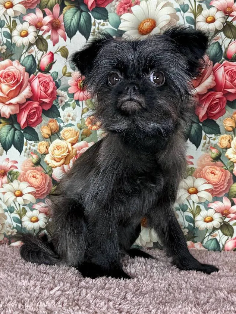 Ищет дом весёлая Гвоздика из «Домика Мелкашей»! 🌷🐕 Москва и МО  Привет, я Гвоздика! 🌸 Я — ваш личный