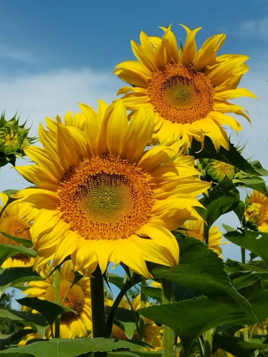 🧡🧡🧡
