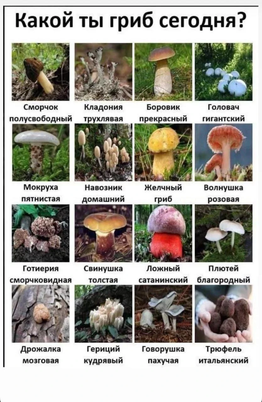 Не стесняемся, товарищи, подбираем гриб согласно мироощущению! (Админ по понедельникам ...