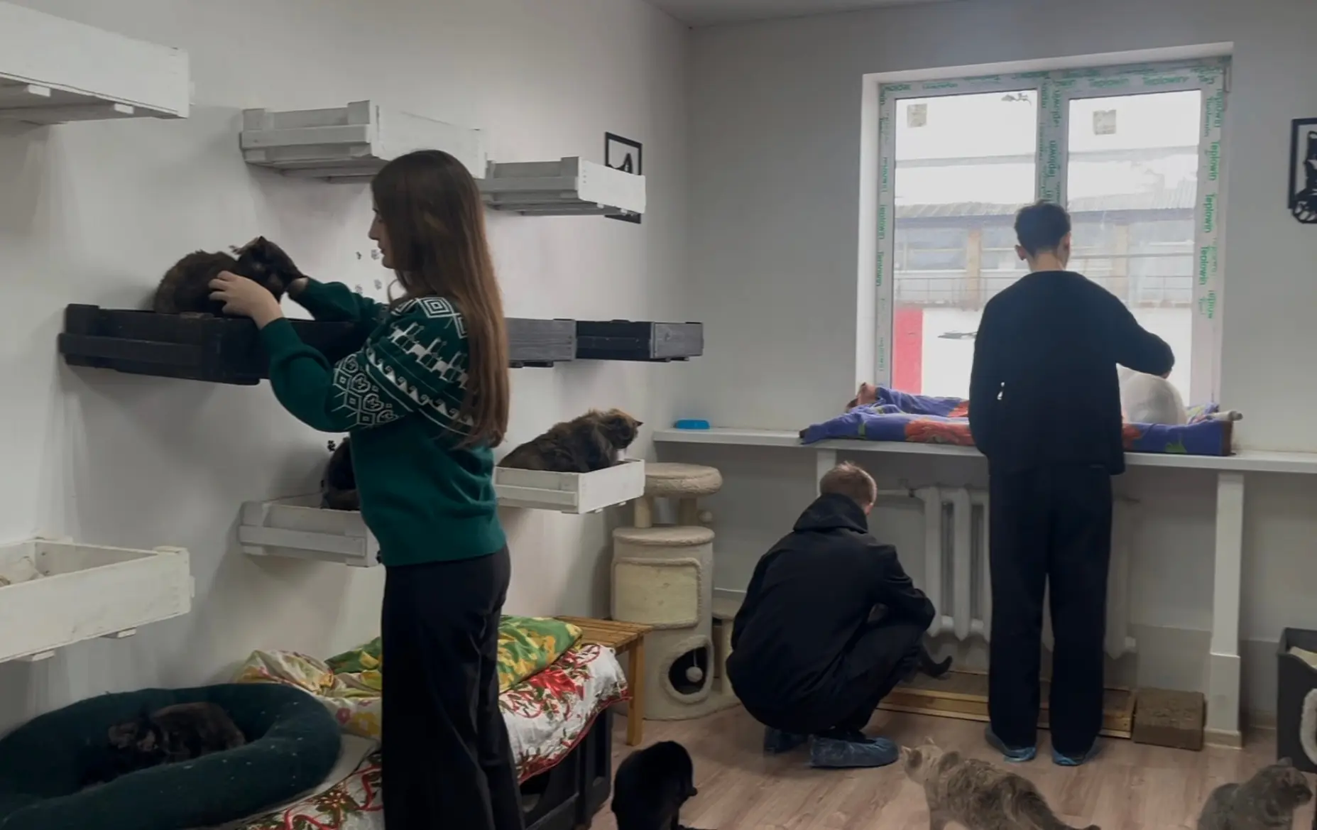 😼 День кошек в КИИМО: делаем мир добрее вместе  В честь Международного дня кошек волонтёрское объеди