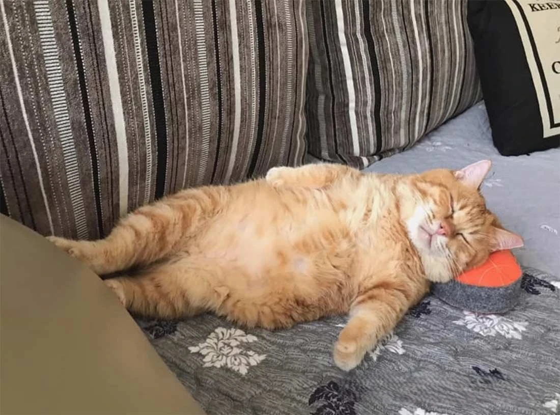 Доброй ночи! Приятных сновидений! 🌙✨💤