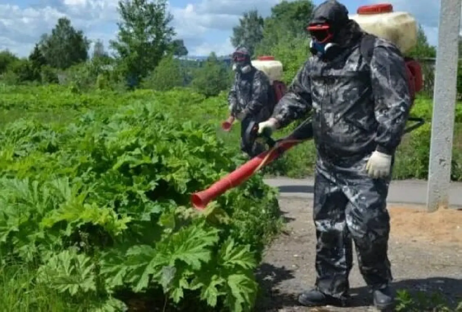 Более 500 гектаров земли, заросшей борщевиком, обработали уже в Истре
