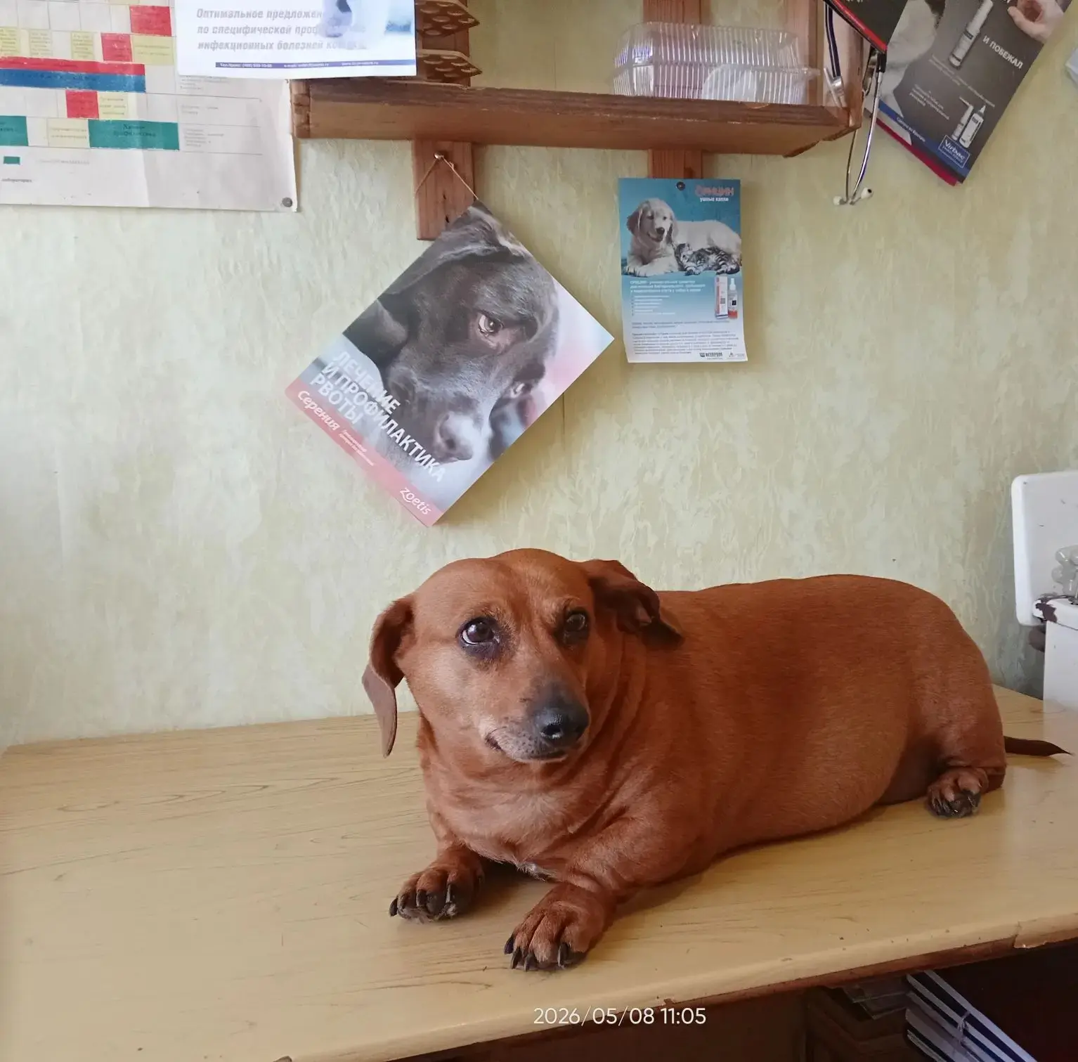 🐾 Знакомьтесь — Люся, самая ответственная собака