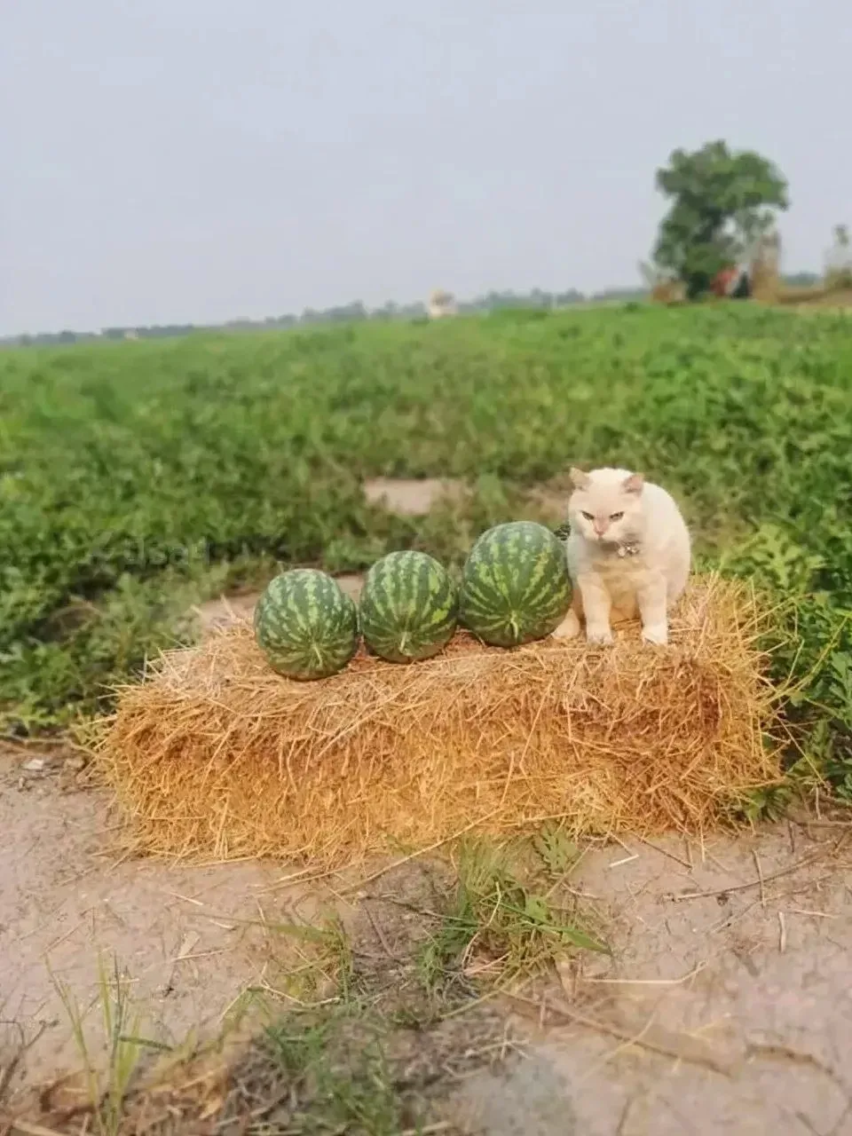 🍉В Таиланде обнаружили самого замурчательного охранника арбузов 

Котик по кличке Перл прославился 