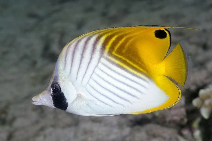 🐠 Вы ныряли в Таиланде? А видели ЭТИХ морских обитателей?
