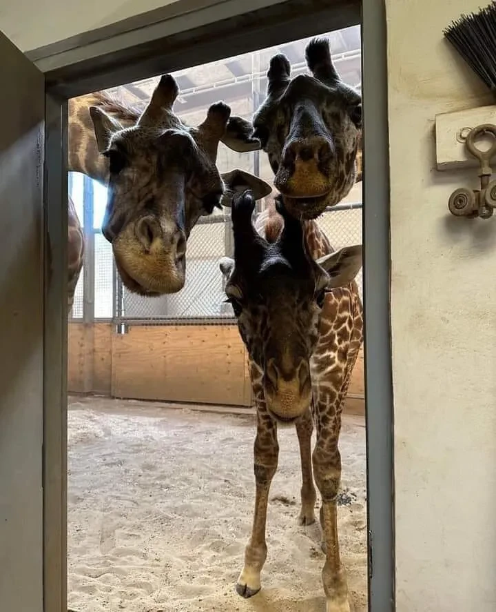 Не скучные жирафы 🦒
