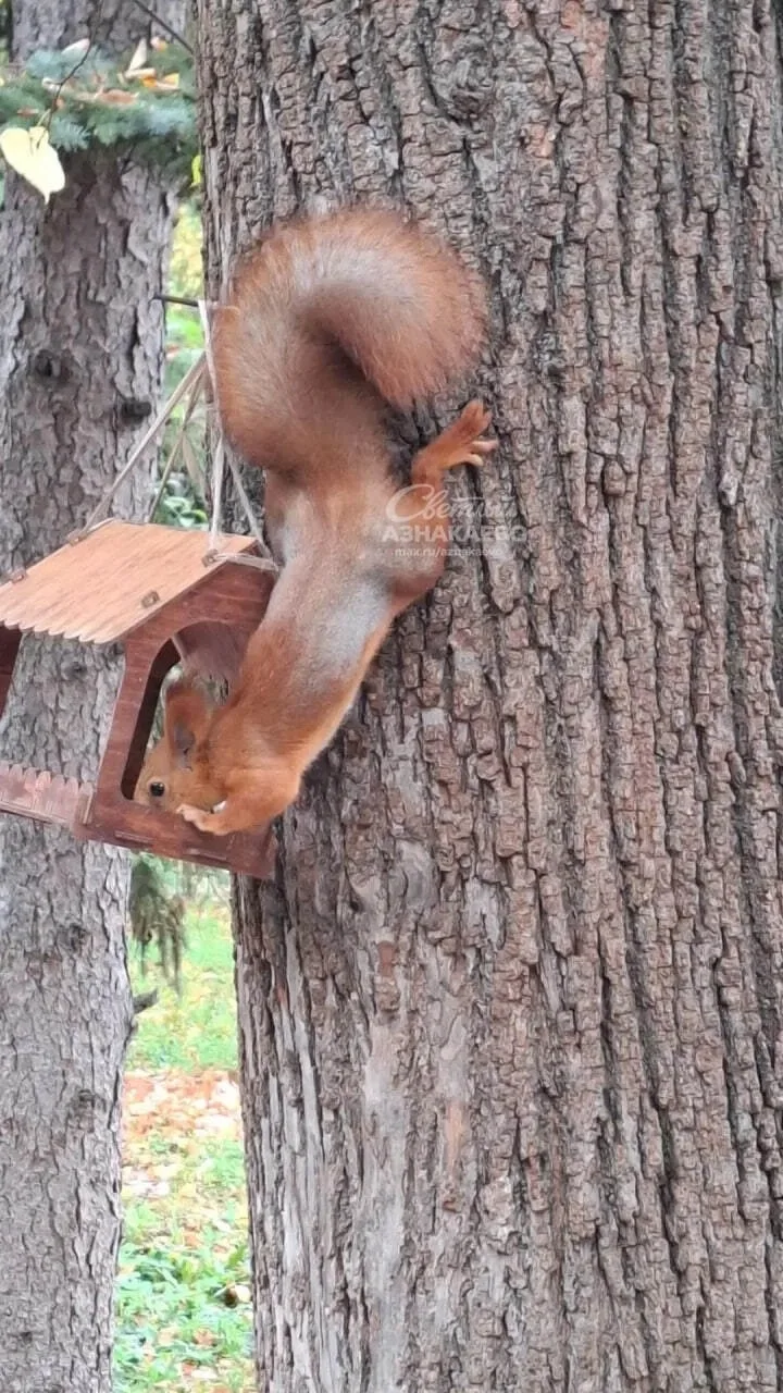 🐿 В лесу возле Яңа Юла заметили белку