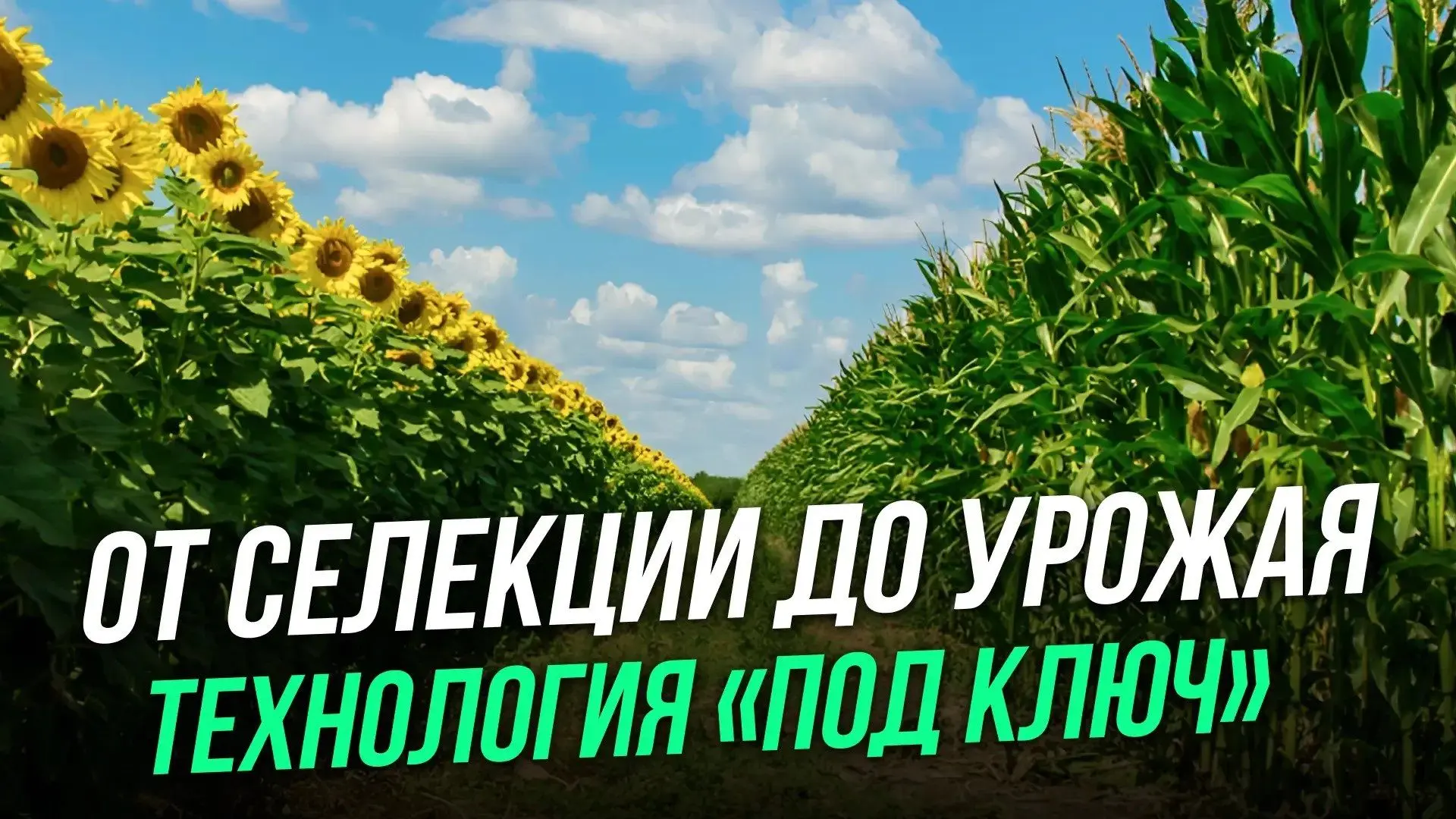 - В чем преимущество единого технологического пакета: семена + СЗР + удобрения?