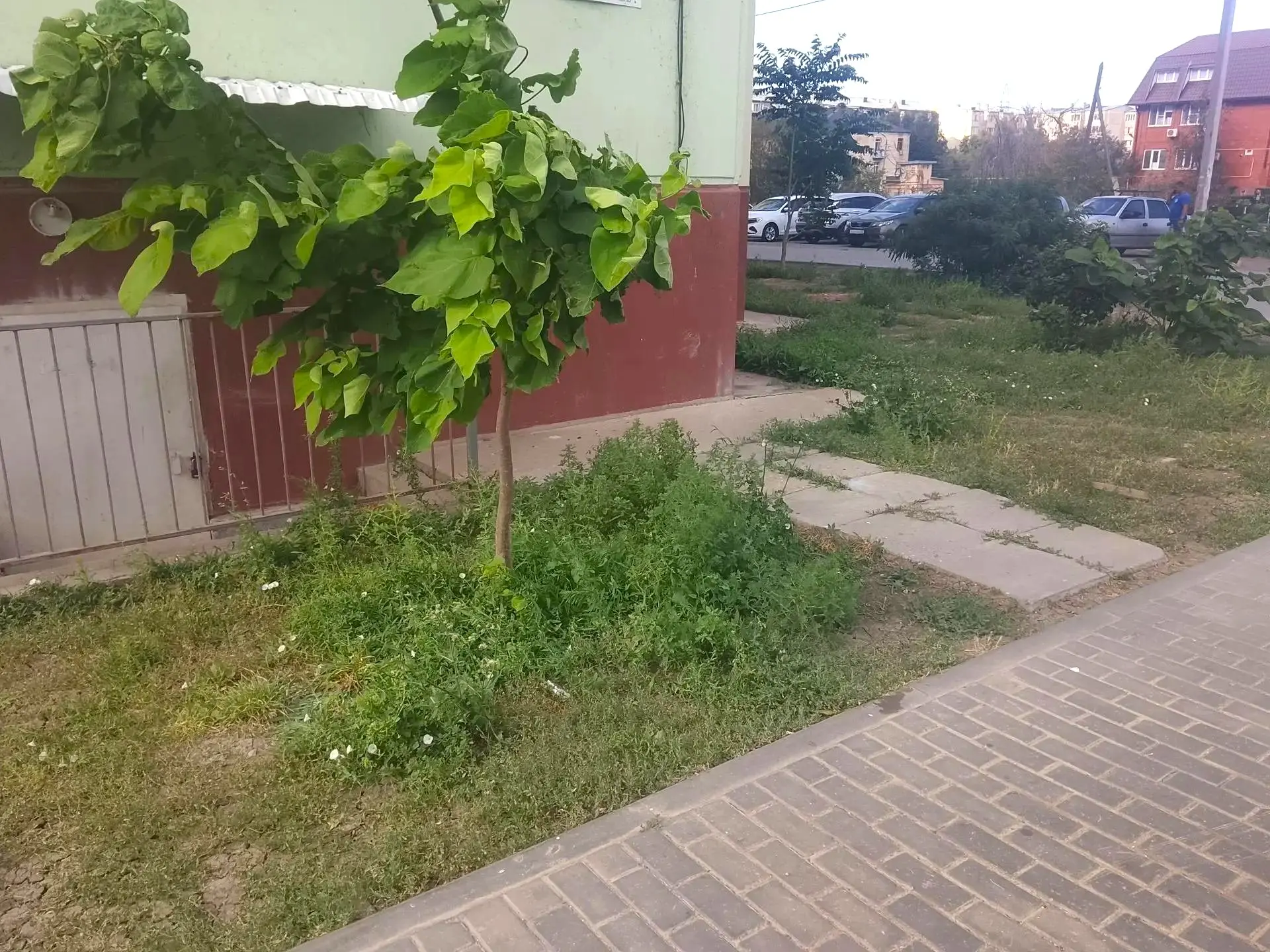 К новости «🌼 Гармония зелени: ухоженный газон»