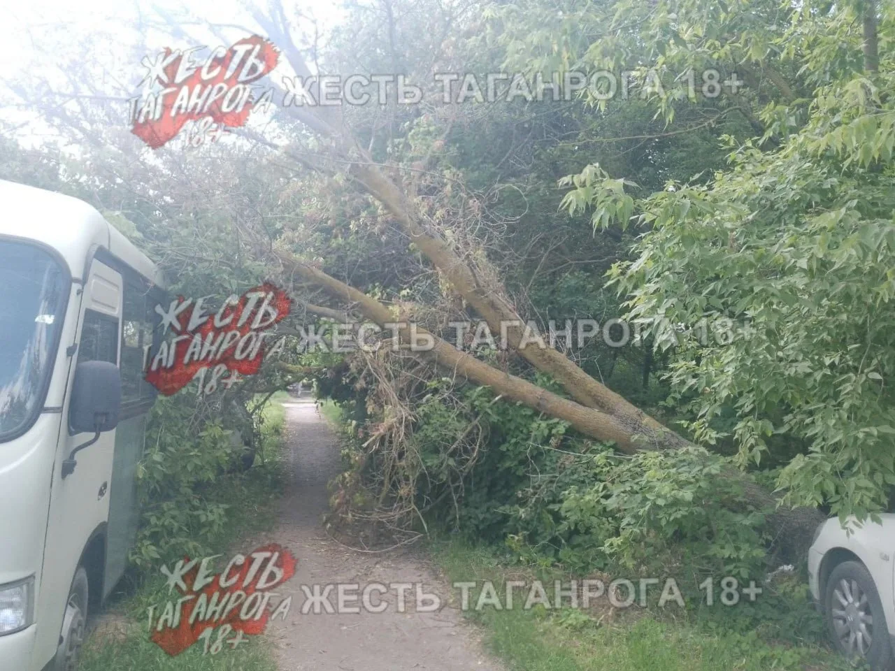 Циолковского, д.36. Упало дерево на две машины, автобус и легковушку.