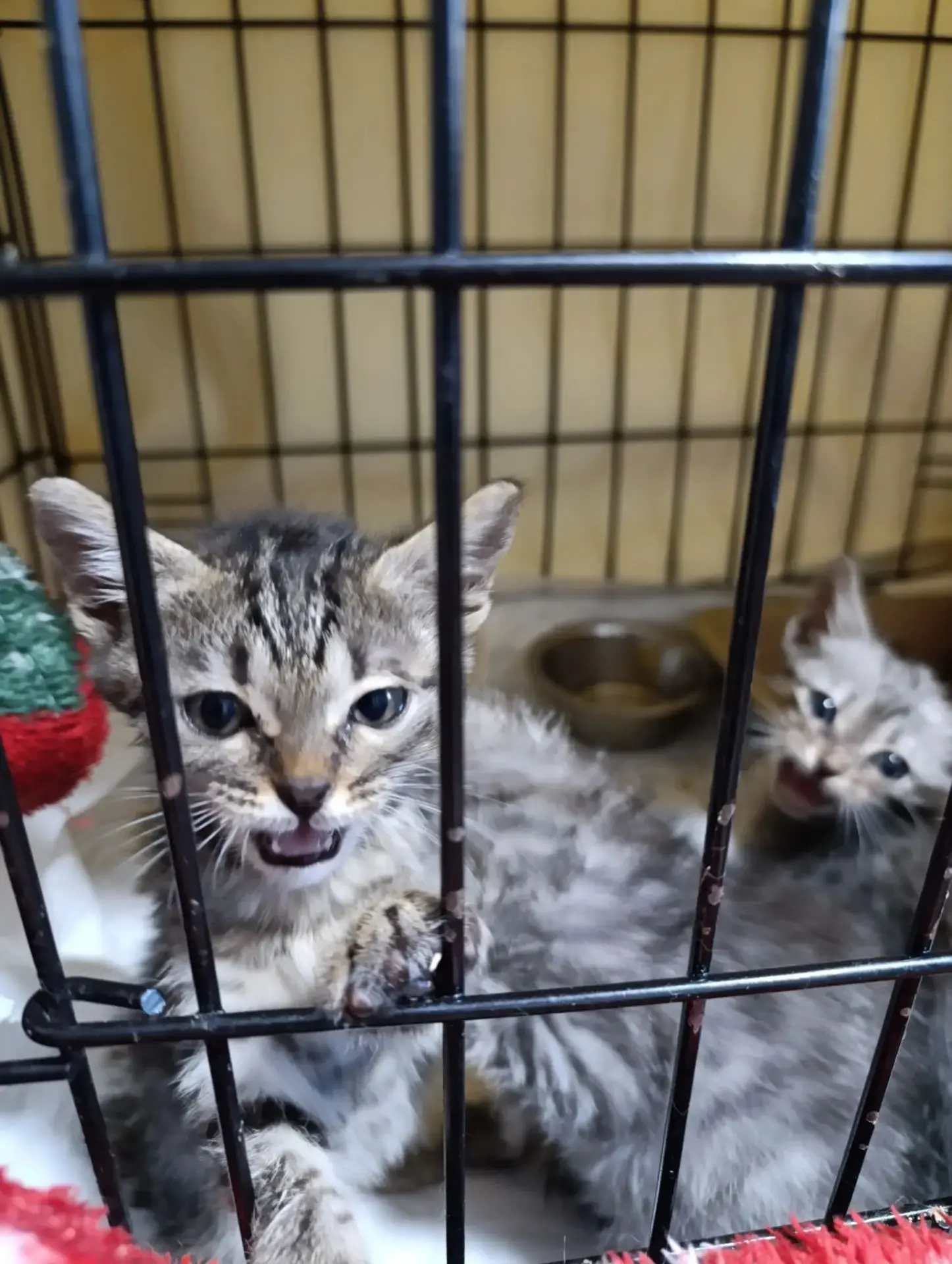 Для малышей-котят — трёх девочек — нашлась передержка! 🐱🐱🐱✨