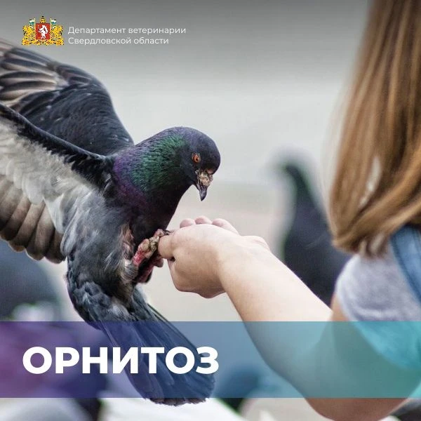 ⚠️ Орнитоз: чем опасны голуби и дикие птицы?