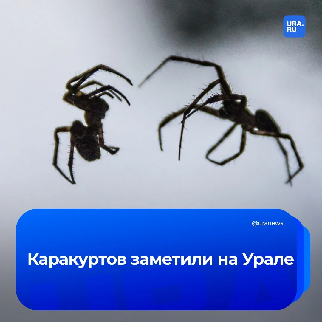 Смертельно опасные пауки появились в регионах УрФО

Ядовитых каракуртов впервые стали замечать в Кур