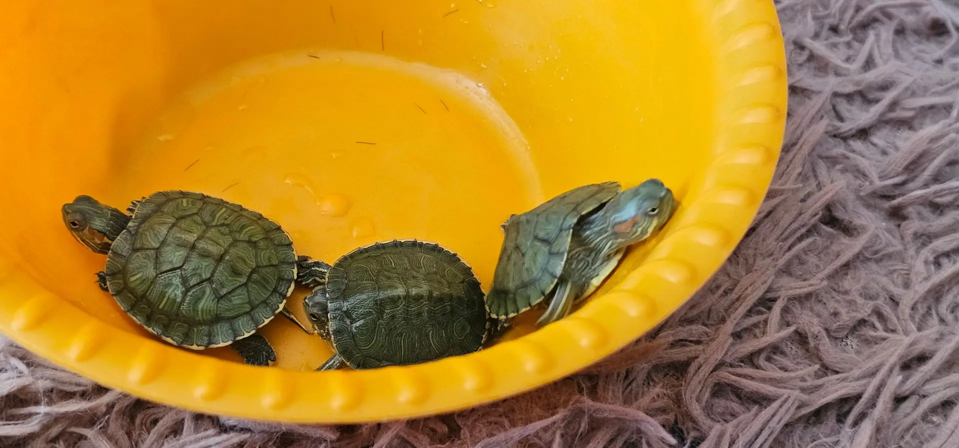 Доброе утро от новых жителей нашей квартиры 😁 🐢