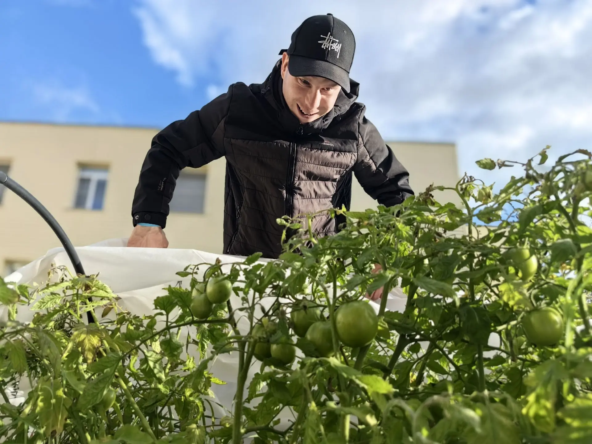 🍅 Смотрите, какие замечательные помидорки собрали в огороде Мончегорского дома-интерна...