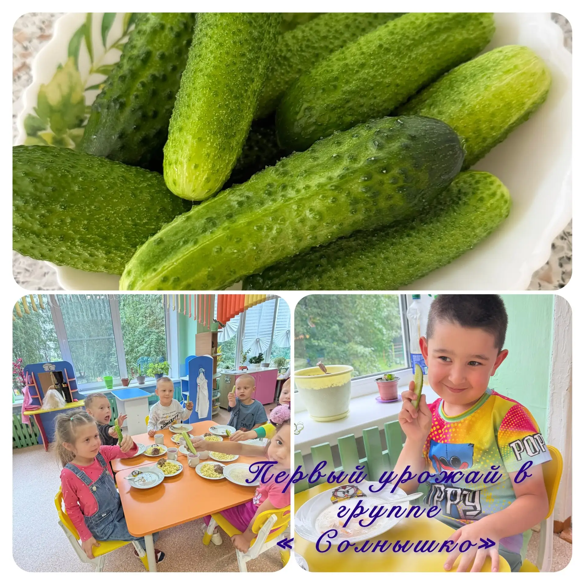 🎉 Группа «Солнышко» собрала первый урожай — огурцы! 💚