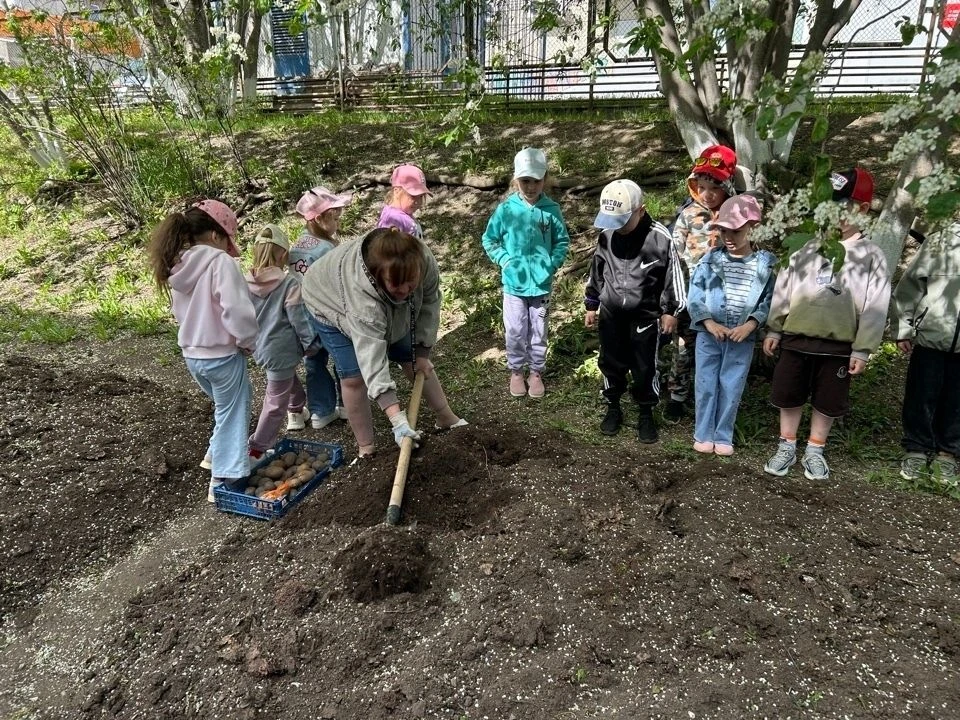 Дети старшей группы сажали картошку и лук на нашем огороде. Ребята узнали, как правильн...
