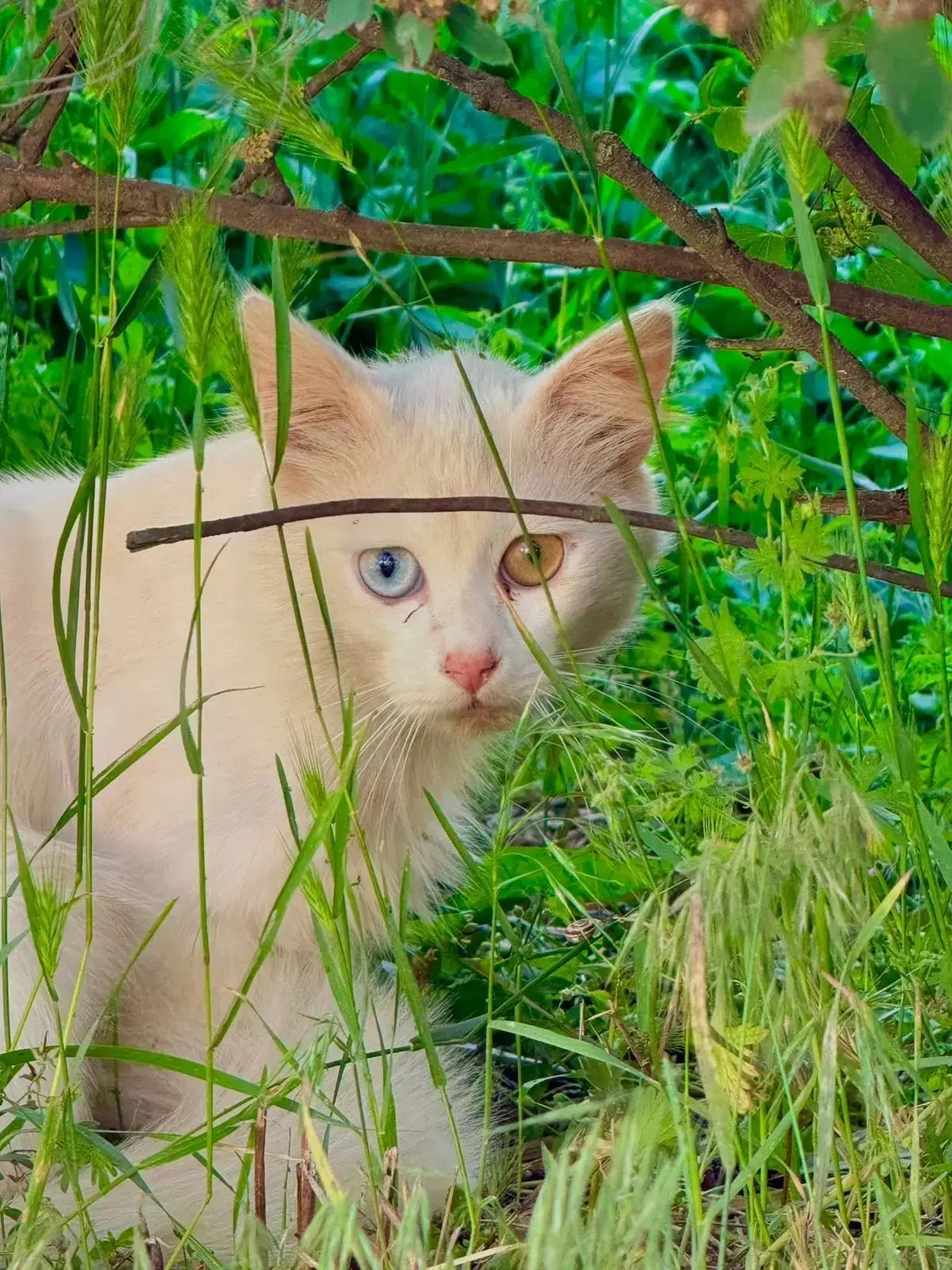 Выпускники! Разноцветноглазого котика вам на удачу♥️