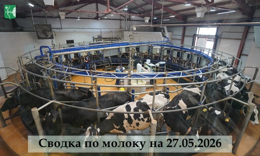 Аграрии Кировской области наращивают производство молока: суточные надои превысили пока...