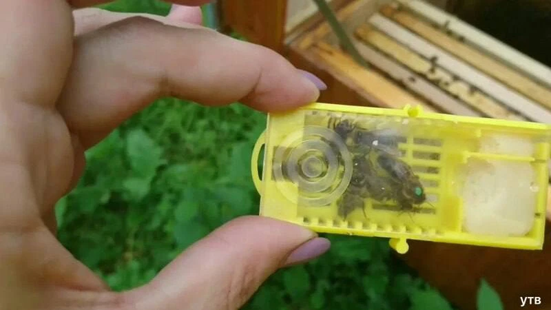250 пчеломаток из Башкирии отправили в Иорданию. Перед экспортом пчёл проверили на забо...