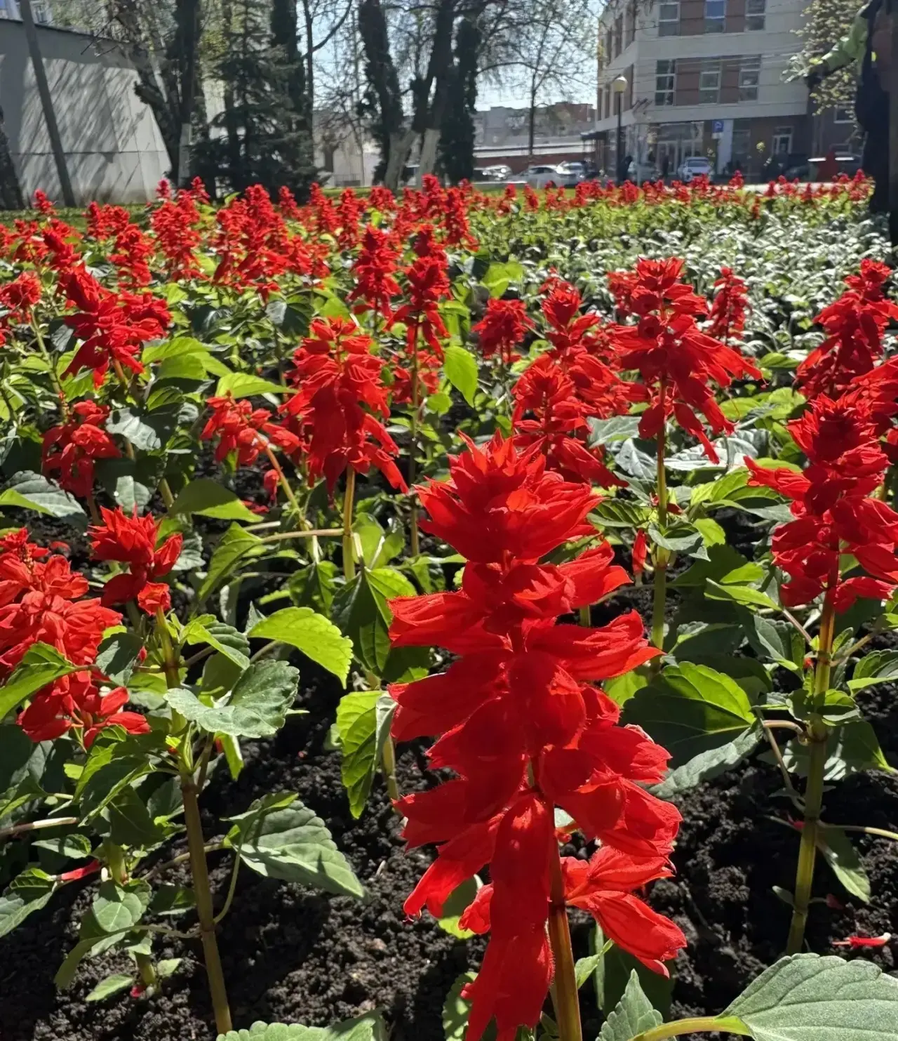 Ярких красок вам в ленту! В городе разбили первые клумбы, которые радуют глаз своей красотой.  Особо