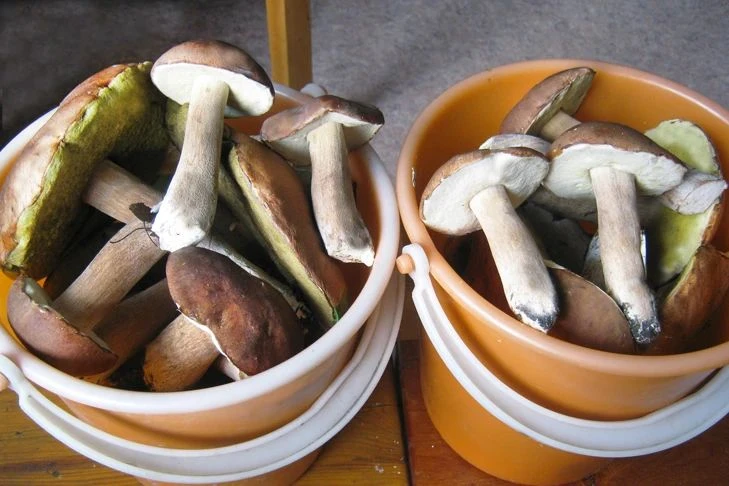 🍄 Начался настоящий сезон! 🍄
