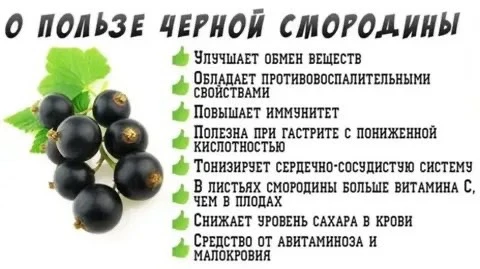 Черная смородина – супер-ягода для здоровья

Черная смородина – витаминный взрыв! 💥

✅Чай: Горсть я