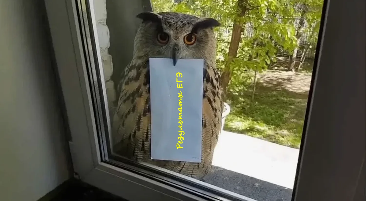 НЕ ЖДИТЕ СОВУ! 🦉
Смотрите результаты ЕГЭ самостоятельно

Сдача экзаменов в школе в самом разгаре. 
