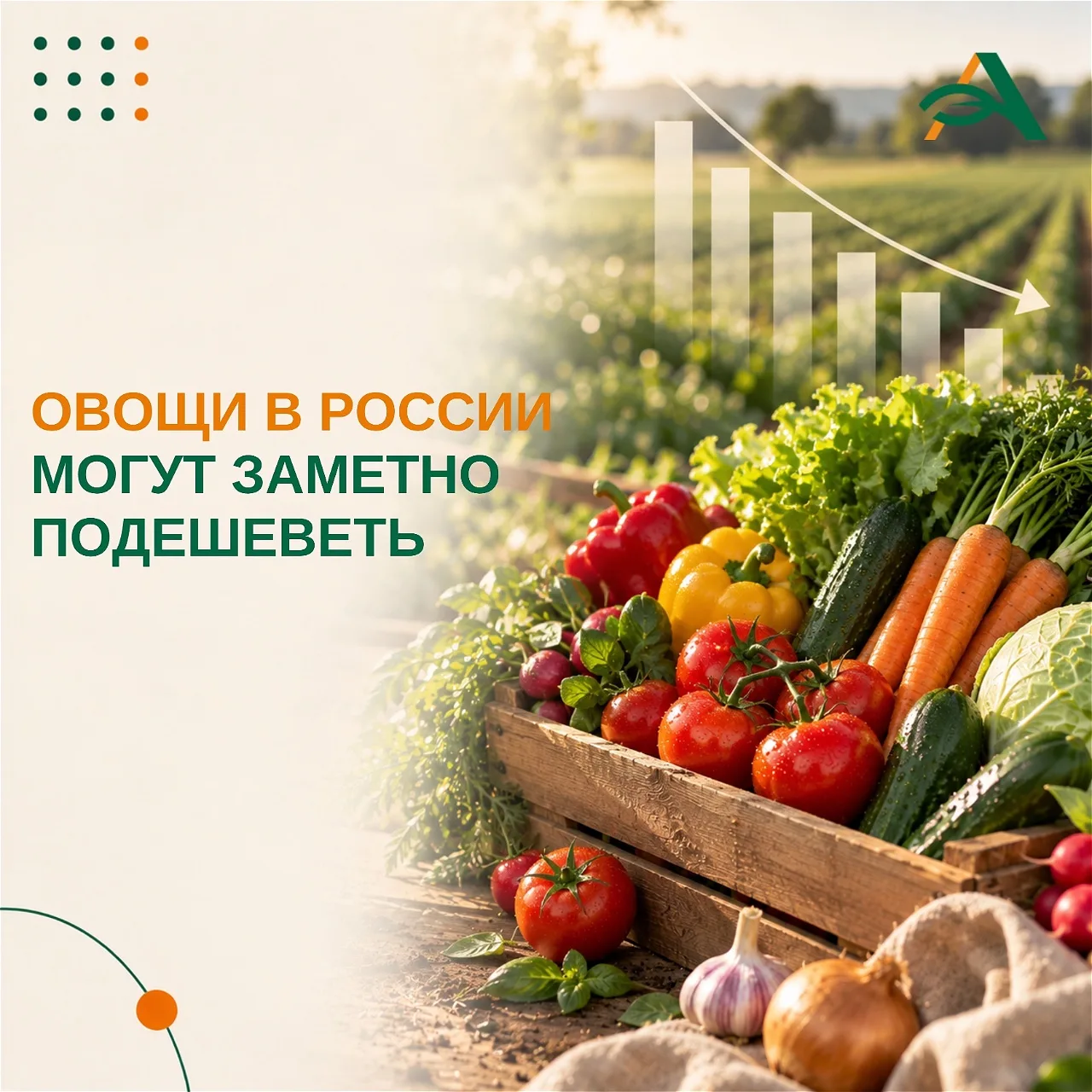 🍅Минсельхоз России: ожидается заметное снижение цен на овощи
