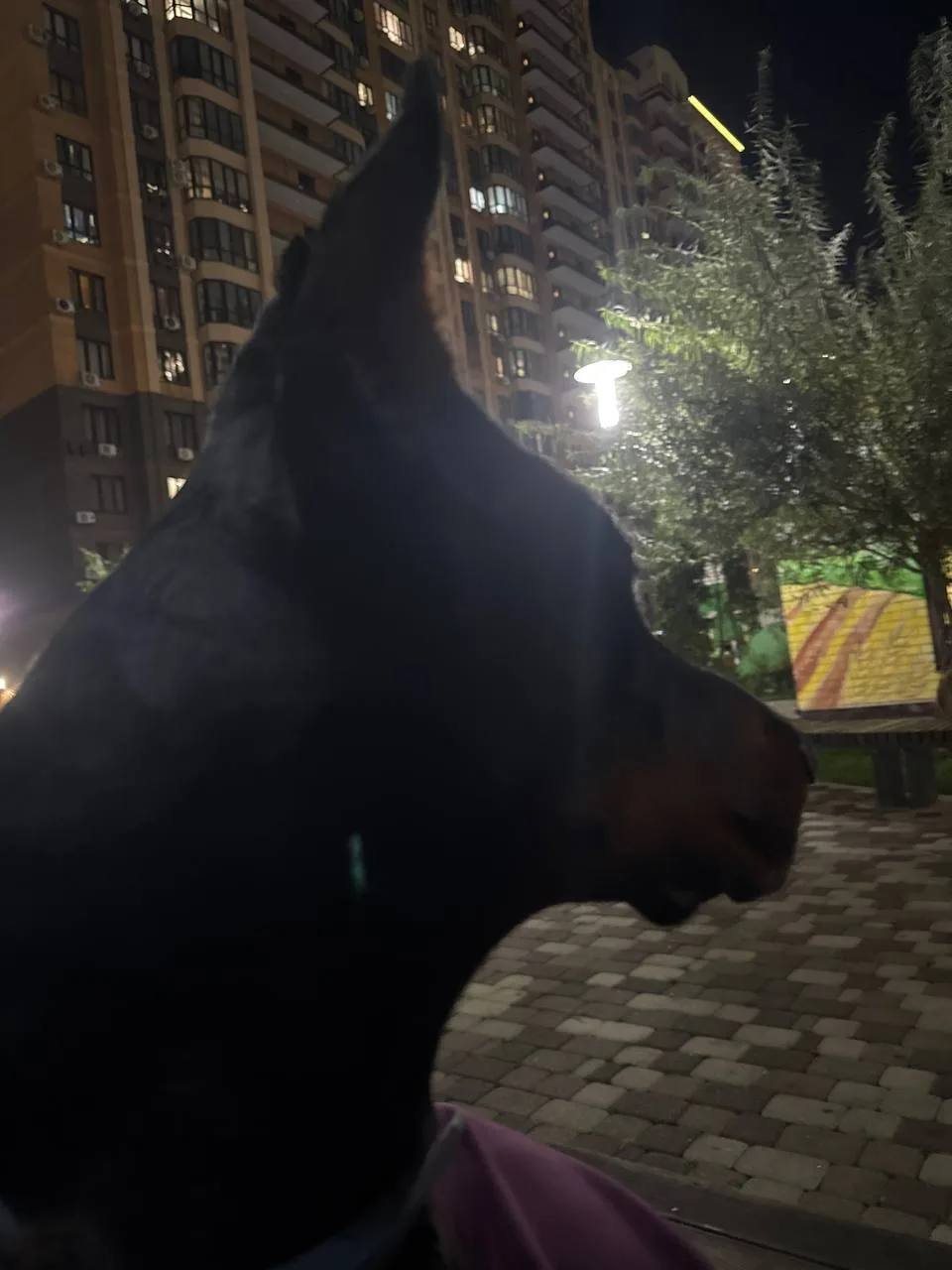 Кто хочет фотосессию с доберманом, выходите на улицу почаще и знакомьтесь с соседями😉